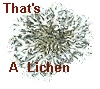 The Lichens Home Page